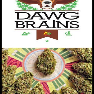 Dawg Brains cannabis plants in bloom, grown from Regular seeds – ideal for home cultivation from Delta 9 Labs
