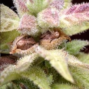 Delta 9 Labs CannaSutra cannabis plants in bloom, grown from Regular seeds – ideal for home cultivation from Delta 9 Labs