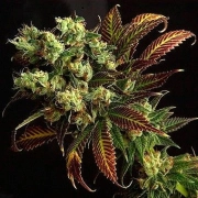 Delta 9 Labs Southern Lights cannabis plants in bloom, grown from Regular seeds – ideal for home cultivation from Delta 9 Labs