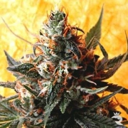 Double Kush cannabis plants in bloom, grown from Regular seeds – ideal for home cultivation from Delta 9 Labs