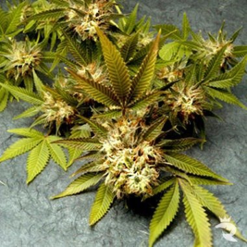 Fruit of the Gods cannabis plants in bloom, grown from Regular seeds – ideal for home cultivation from Delta 9 Labs