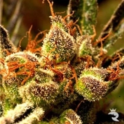 Mekong Haze cannabis plants in bloom, grown from Regular seeds – ideal for home cultivation from Delta 9 Labs