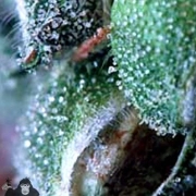 Merkabah cannabis plants in bloom, grown from Regular seeds – ideal for home cultivation from Delta 9 Labs