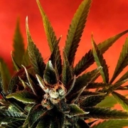 Simpson Kush cannabis plants in bloom, grown from Regular seeds – ideal for home cultivation from Delta 9 Labs