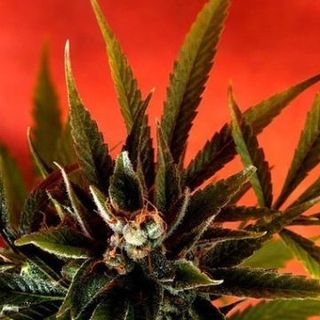 Simpson Kush cannabis plants in bloom, grown from Regular seeds – ideal for home cultivation from Delta 9 Labs