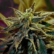 StarGazer cannabis plants in bloom, grown from Regular seeds – ideal for home cultivation from Delta 9 Labs