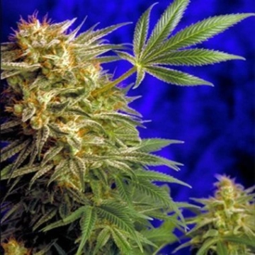 Super Star cannabis plants in bloom, grown from Regular seeds – ideal for home cultivation from Delta 9 Labs