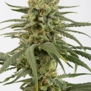 Amnesia CBD cannabis plants in bloom, grown from Feminized seeds – ideal for home cultivation from DinaFem Seeds