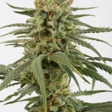 Amnesia CBD cannabis plants in bloom, grown from Feminized seeds – ideal for home cultivation from DinaFem Seeds