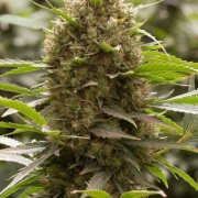 Amnesia Kush cannabis plants in bloom, grown from Feminized seeds – ideal for home cultivation from DinaFem Seeds