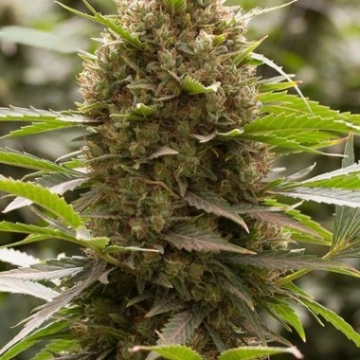 Amnesia Kush cannabis plants in bloom, grown from Feminized seeds – ideal for home cultivation from DinaFem Seeds