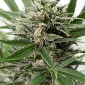 Blue Amnesia XXL Auto cannabis plants in bloom, grown from Automatic seeds – ideal for home cultivation from DinaFem Seeds