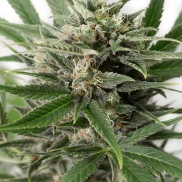 Blue Amnesia XXL Auto cannabis plants in bloom, grown from Automatic seeds – ideal for home cultivation from DinaFem Seeds