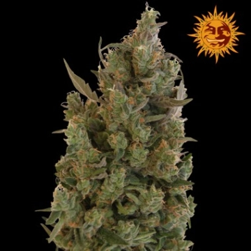 Blue Cheese cannabis plants in bloom, grown from Feminized seeds – ideal for home cultivation from DinaFem Seeds