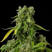 Blue Cheese Auto – DinaFem Seeds – Autoflowering – Product view 2