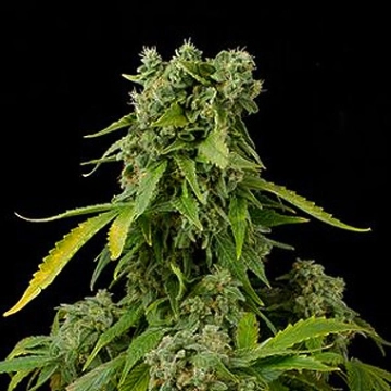 Blue Cheese Auto cannabis plants in bloom, grown from Automatic seeds – ideal for home cultivation from DinaFem Seeds