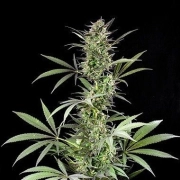 Blue Fruit cannabis plants in bloom, grown from Feminized seeds – ideal for home cultivation from DinaFem Seeds