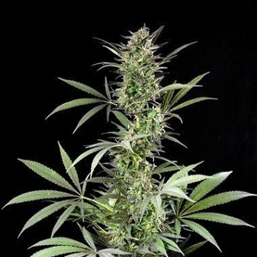 Blue Fruit cannabis plants in bloom, grown from Feminised seeds – ideal for home cultivation from DinaFem Seeds