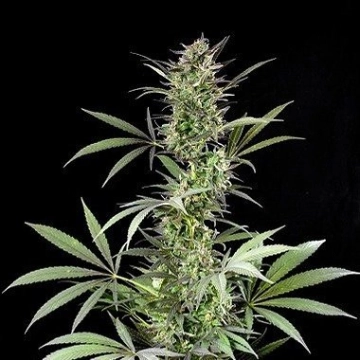 Blue Fruit cannabis plants in bloom, grown from Feminized seeds – ideal for home cultivation from DinaFem Seeds