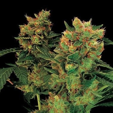 Blue Hash cannabis plants in bloom, grown from Feminized seeds – ideal for home cultivation from DinaFem Seeds