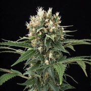 Blue Thai cannabis plants in bloom, grown from Feminized seeds – ideal for home cultivation from DinaFem Seeds