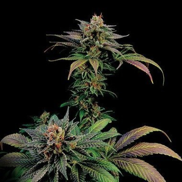 Blue Widow cannabis plants in bloom, grown from Feminised seeds – ideal for home cultivation from DinaFem Seeds