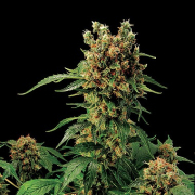 California Hash Plant cannabis plants in bloom, grown from Feminised seeds – ideal for home cultivation from DinaFem Seeds