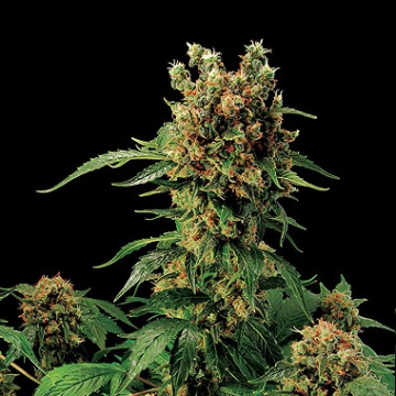 California Hash Plant cannabis plants in bloom, grown from Feminised seeds – ideal for home cultivation from DinaFem Seeds
