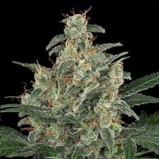 Cheese Auto cannabis plants in bloom, grown from Automatic seeds – ideal for home cultivation from DinaFem Seeds