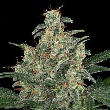 Cheese Auto cannabis plants in bloom, grown from Automatic seeds – ideal for home cultivation from DinaFem Seeds