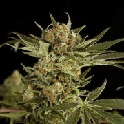 Cloud #9 cannabis plants in bloom, grown from Feminized seeds – ideal for home cultivation from DinaFem Seeds