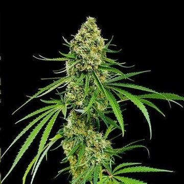 Critical + cannabis plants in bloom, grown from Feminized seeds – ideal for home cultivation from DinaFem Seeds