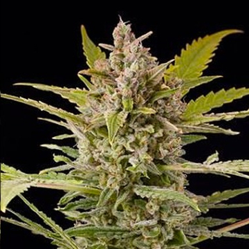 Critical + 2.0 Auto cannabis plants in bloom, grown from Automatic seeds – ideal for home cultivation from DinaFem Seeds