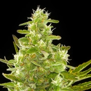Critical + Auto cannabis plants in bloom, grown from Automatic seeds – ideal for home cultivation from DinaFem Seeds