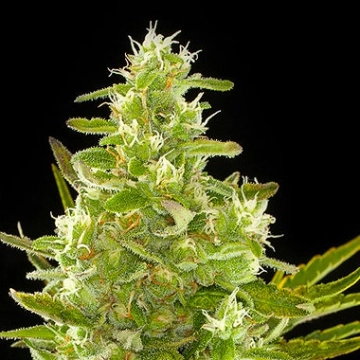 Critical + Auto cannabis plants in bloom, grown from Automatic seeds – ideal for home cultivation from DinaFem Seeds