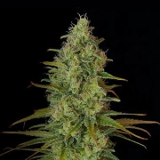 Critical Jack cannabis plants in bloom, grown from Feminized seeds – ideal for home cultivation from DinaFem Seeds