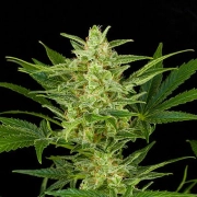 Critical Jack Auto cannabis plants in bloom, grown from Automatic seeds – ideal for home cultivation from DinaFem Seeds