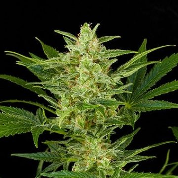 Critical Jack Auto cannabis plants in bloom, grown from Automatic seeds – ideal for home cultivation from DinaFem Seeds