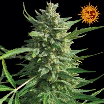 Critical Kush cannabis plants in bloom, grown from Feminised seeds – ideal for home cultivation from DinaFem Seeds