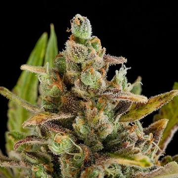 Critical Kush cannabis plants in bloom, grown from Feminized seeds – ideal for home cultivation from DinaFem Seeds