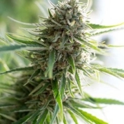 Critical Mass CBD cannabis plants in bloom, grown from Feminized seeds – ideal for home cultivation from DinaFem Seeds
