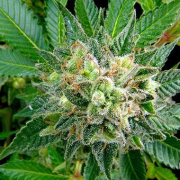 Diesel cannabis plants in bloom, grown from Feminised seeds – ideal for home cultivation from DinaFem Seeds