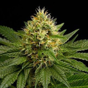 DinaChem cannabis plants in bloom, grown from Feminised seeds – ideal for home cultivation from DinaFem Seeds