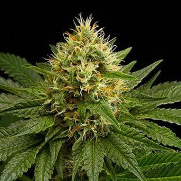 DinaChem cannabis plants in bloom, grown from Feminised seeds – ideal for home cultivation from DinaFem Seeds