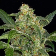 Haze 2.0 Auto cannabis plants in bloom, grown from Automatic seeds – ideal for home cultivation from DinaFem Seeds