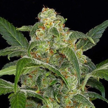 Haze 2.0 Auto cannabis plants in bloom, grown from Automatic seeds – ideal for home cultivation from DinaFem Seeds