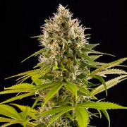 Industrial Plant cannabis plants in bloom, grown from Feminised seeds – ideal for home cultivation from DinaFem Seeds