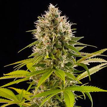 Industrial Plant cannabis plants in bloom, grown from Feminised seeds – ideal for home cultivation from DinaFem Seeds