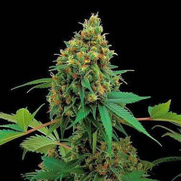 Moby Dick cannabis plants in bloom, grown from Feminised seeds – ideal for home cultivation from DinaFem Seeds