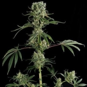 Moby Dick #2 cannabis plants in bloom, grown from Feminized seeds – ideal for home cultivation from DinaFem Seeds